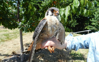 A male kestrel perched on a human hand.